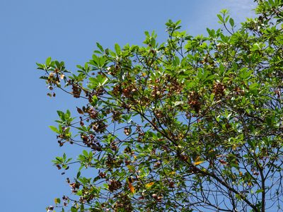 Terminalia calamansanai, photographed by Cheongweei Gan