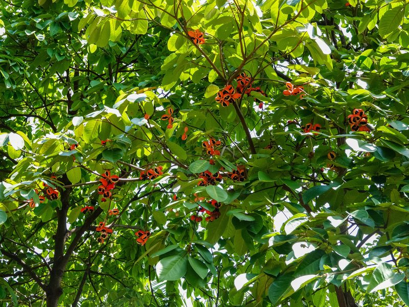 Sterculia cordata, photographed by Cheongweei Gan