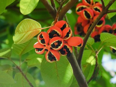 Sterculia cordata, photographed by Cheongweei Gan