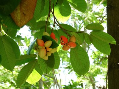 Sterculia cordata, photographed by Cheongweei Gan