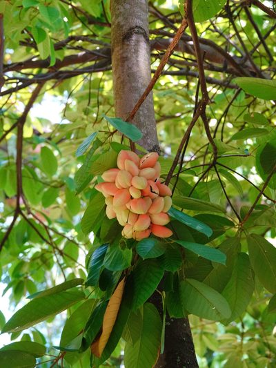 Sterculia cordata, photographed by Cheongweei Gan