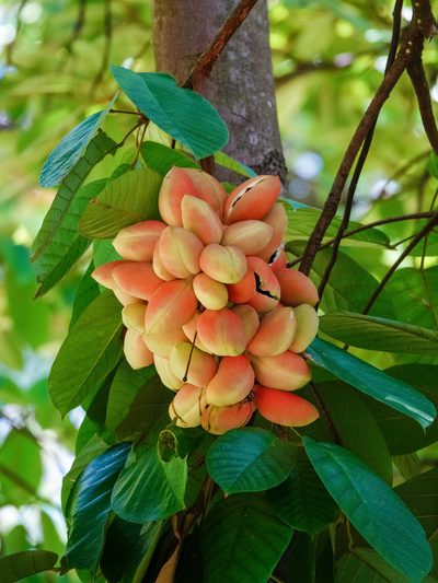 Sterculia cordata, photographed by Cheongweei Gan
