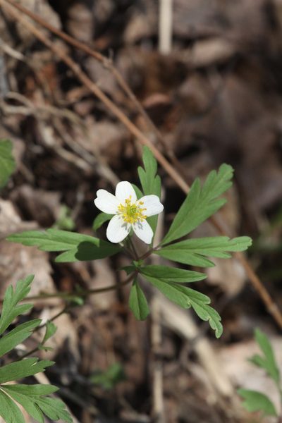 Anemonoides uralensis, photographed by Полина Полежанкина