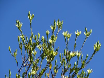 Leucadendron diemontianum, photographed by Jeremy Gilmore