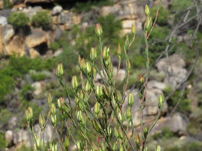 Leucadendron diemontianum, photographed by Jeremy Gilmore