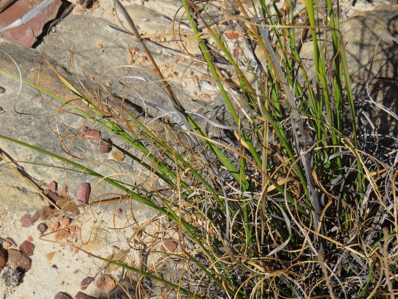 Pentameris curvifolia, photographed by Jeremy Gilmore