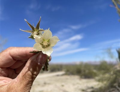 Mentzelia involucrata, photographed by Jim Riley