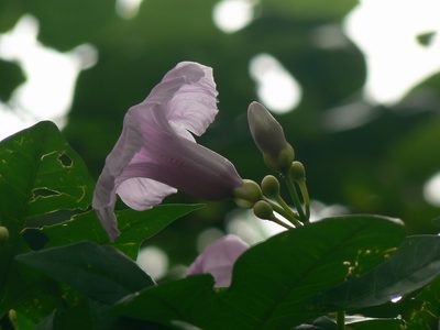Ipomoea mauritiana, photographed by Dinesh Valke