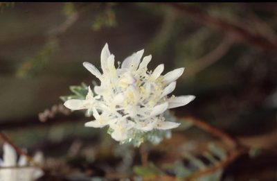 Lachnaea filamentosa, photographed by Tom Lloyd Evans