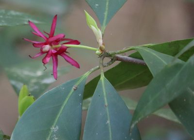 Illicium floridanum, photographed by Kim
