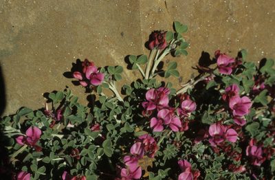 Indigofera hantamensis, photographed by Tom Lloyd Evans