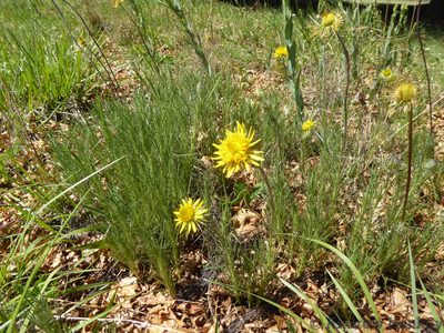 Berkheya insignis, photographed by Andrew Hankey