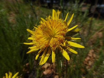 Berkheya insignis, photographed by Andrew Hankey