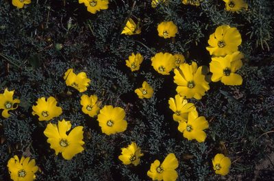 Grielum grandiflorum, photographed by Tom Lloyd Evans