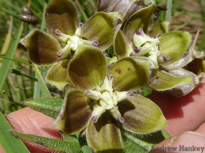 Asclepias cultriformis, photographed by Andrew Hankey