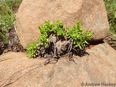 Crassula sarcocaulis, photographed by Andrew Hankey