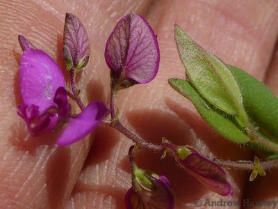 Polygala ohlendorfiana, photographed by Andrew Hankey
