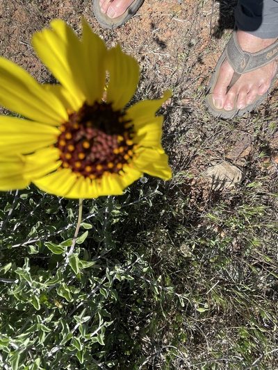 Encelia asperifolia, photographed by Jim Riley