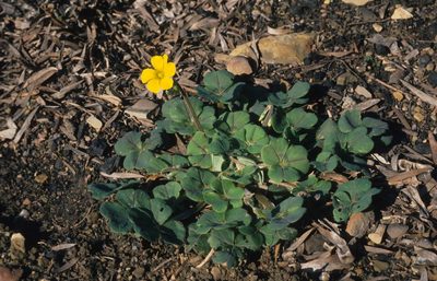 Oxalis compressa, photographed by Tom Lloyd Evans