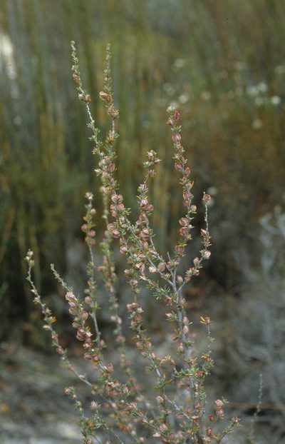 Cliffortia alata, photographed by Tom Lloyd Evans
