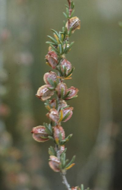 Cliffortia alata, photographed by Tom Lloyd Evans