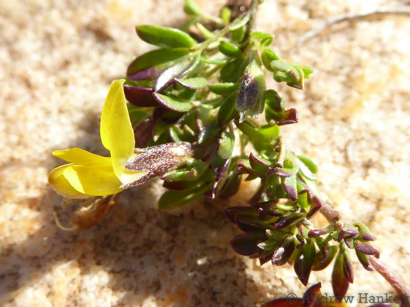 Listia heterophylla, photographed by Andrew Hankey