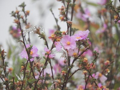 Purshia plicata, photographed by Leticia Jiménez Hernández
