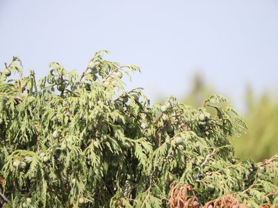 Juniperus flaccida, photographed by Leticia Jiménez Hernández