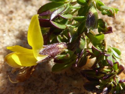 Listia heterophylla, photographed by Andrew Hankey