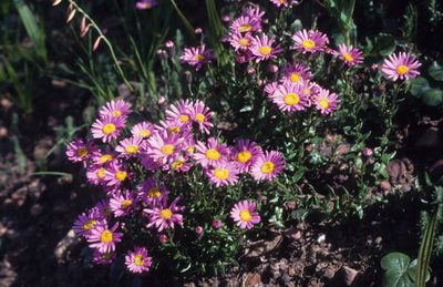 Athrixia capensis, photographed by Tom Lloyd Evans