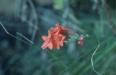 Gladiolus nerineoides, photographed by Tom Lloyd Evans