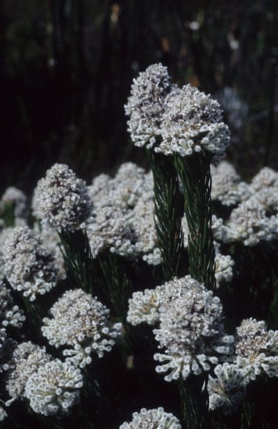 Sorocephalus clavigerus, photographed by Tom Lloyd Evans