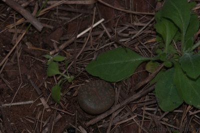 Lithops lesliei, photographed by Andrew Hankey