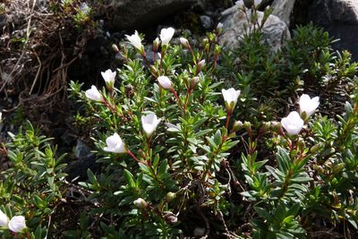 Veronica colostylis, photographed by John Barkla