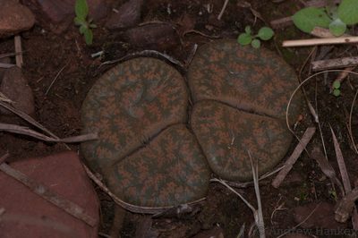 Lithops lesliei, photographed by Andrew Hankey