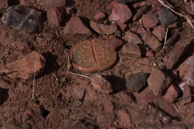 Lithops lesliei, photographed by Andrew Hankey