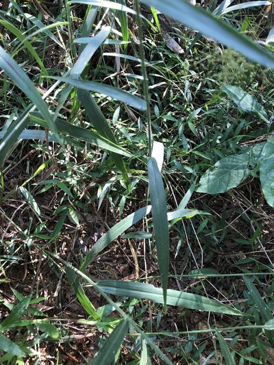 Panicum sarmentosum, photographed by Cheng-Tao Lin