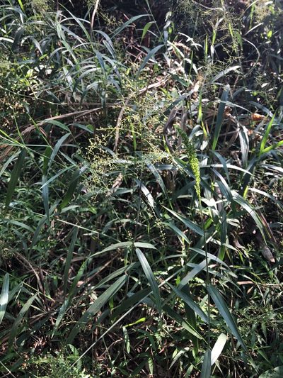 Panicum sarmentosum, photographed by Cheng-Tao Lin