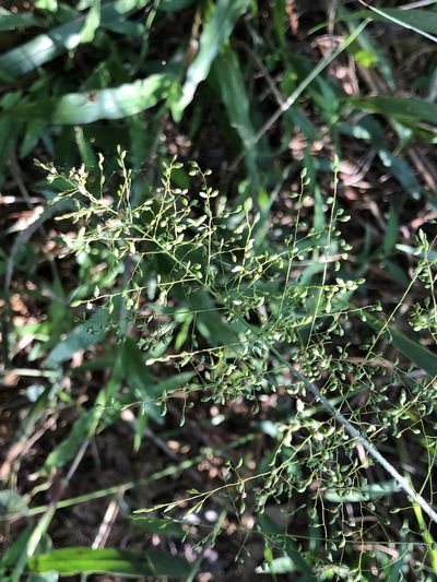 Panicum sarmentosum, photographed by Cheng-Tao Lin