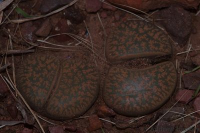 Lithops lesliei, photographed by Andrew Hankey