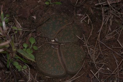 Lithops lesliei, photographed by Andrew Hankey