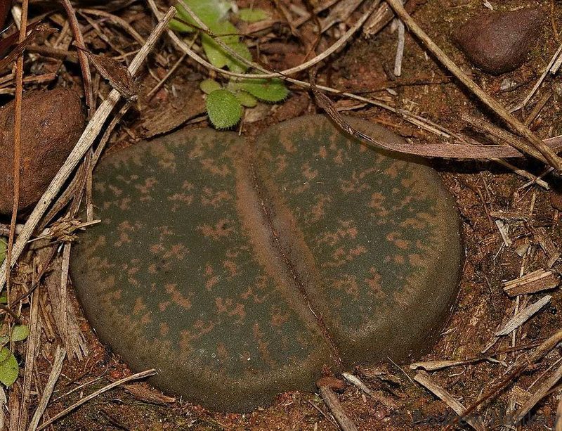 Lithops lesliei, photographed by Andrew Hankey