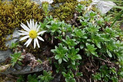 Celmisia bellidioides, photographed by John Barkla