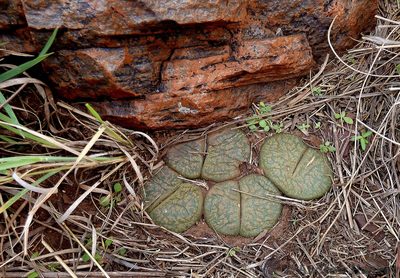 Lithops lesliei, photographed by Andrew Hankey
