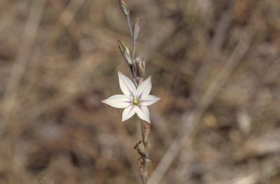 Gladiolus stellatus, photographed by Tom Lloyd Evans