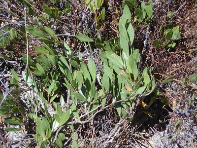 Psoralea lancifolia, photographed by Charles Stirton