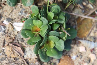 Limonium duriusculum, photographed by Millie Basden