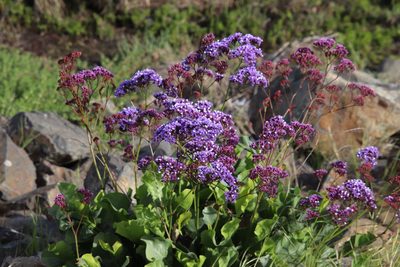 Limonium perezii, photographed by Millie Basden