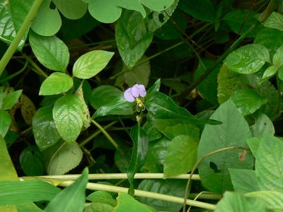 Commelina undulata, photographed by Dinesh Valke