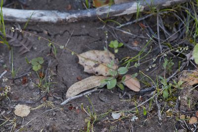 Athysanus pusillus, photographed by Ken-ichi Ueda